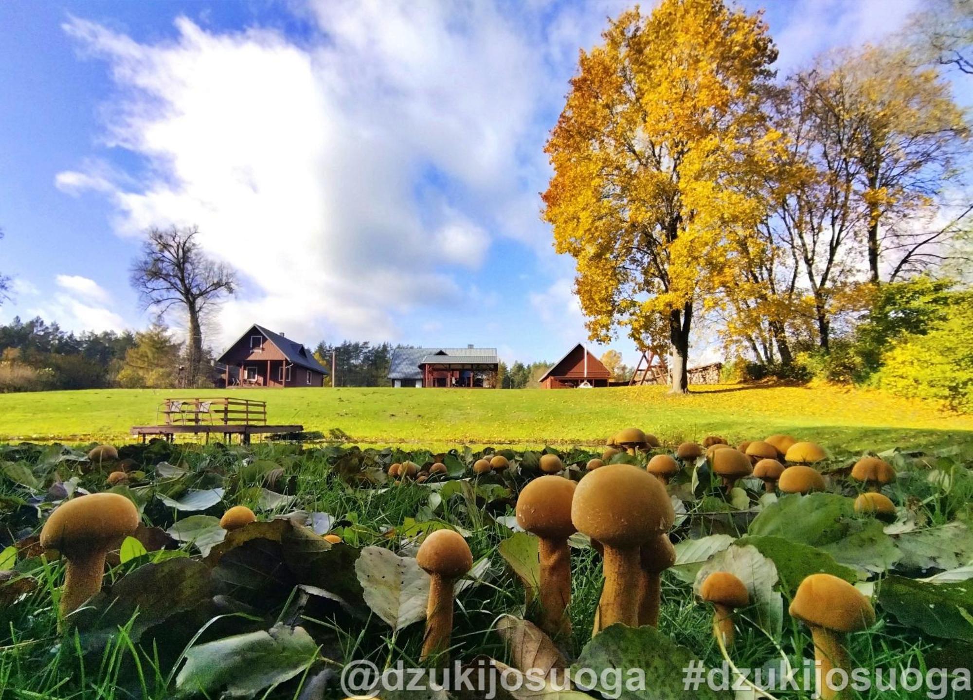 Dzukijos Uoga Guest House Virsurodukis ภายนอก รูปภาพ